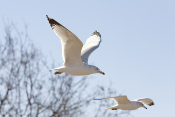 Seagull in Flight 9741