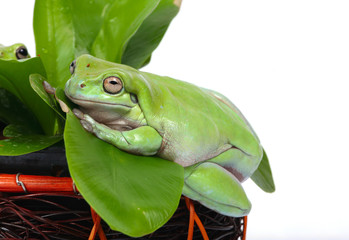 green tree frogs