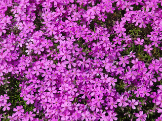 Magenta flowers