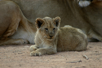 Fototapeta premium Lion cub