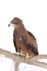 hawk