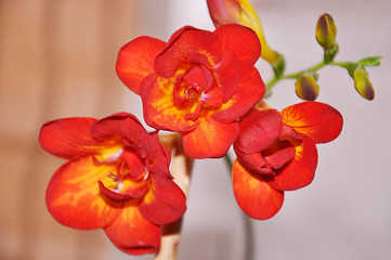 Red daylilies in full bloom.