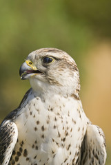 Saker Falcon