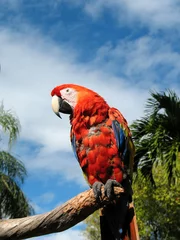Fotobehang Amazon parrot © Oleg Fedorkin