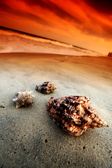 shell