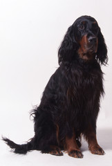 chien setter gordon de face en studio assis,air triste