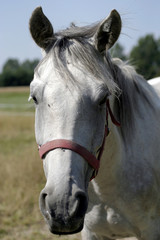 Naklejka premium white horse on the meadow