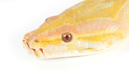 snake head