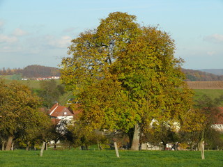 Fototapeta na wymiar Baum in einem Dorf im Odenwald