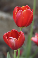 Fototapeta premium tulip