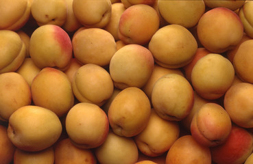 apricots group