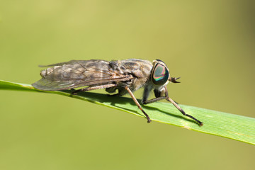 gadfly on dandelion