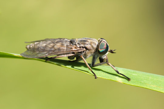 gadfly on dandelion