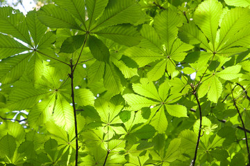 Fototapeta na wymiar chestnut leaves