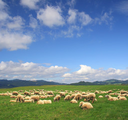 A Summer landscape with herd sheeps in Poland