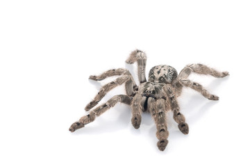 H. maculata Tarantula