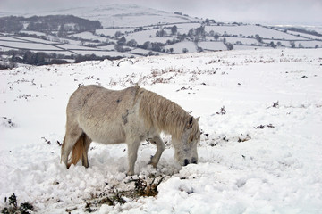 Naklejka premium dartmoor wild pony in the snow