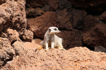 Fototapeta premium curious meerkat
