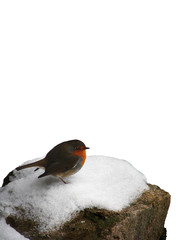 Rouge-Gorge sur la neige
