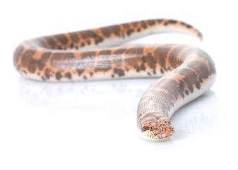 Obraz premium Kenyan Sand Boa (male)