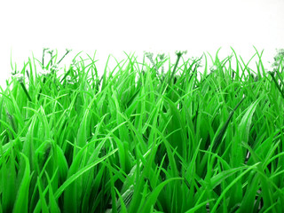 Obraz premium Grünes Gras im Frühling
