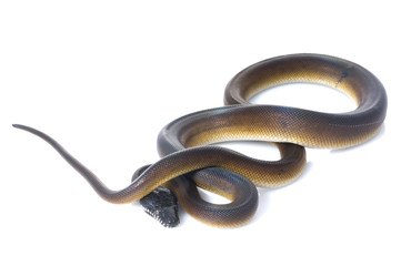 White Lipped Python