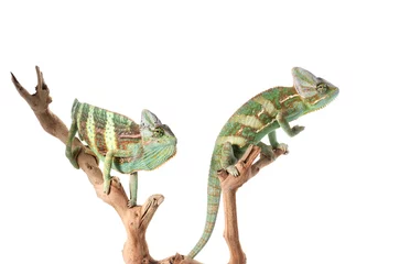 Afwasbaar Fotobehang Kameleon Paar gesluierde kameleons