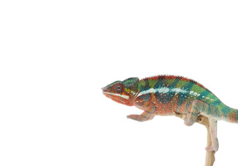 Panther Chameleon
