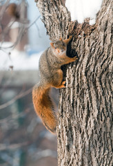 Naklejka na ściany i meble Squirrel clinging to a tree