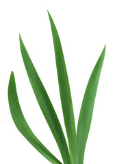 Iris Leaves