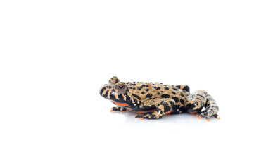 Fototapeta premium Fire Belly Toad