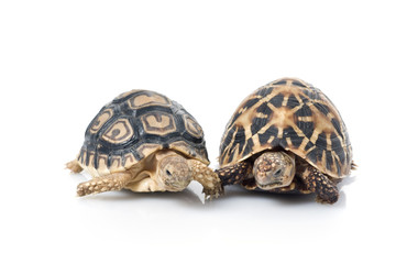 Indian Star Tortoise and Leopard Tortoise being friends