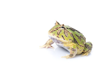 Naklejka premium green Fantasy Frog