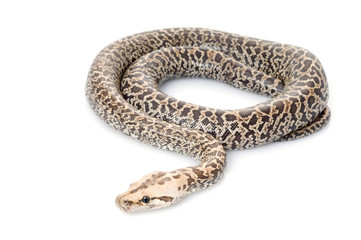 Granite Burmese Python (2.0 Albino Het)