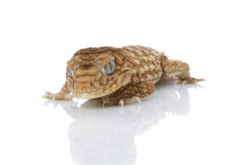 m. amyae Gecko giving an evil stare