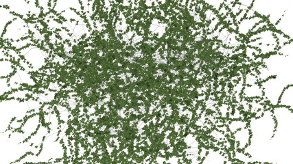 Growing Ivy against white background with Alpha Channel