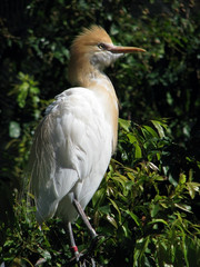 cattle egret