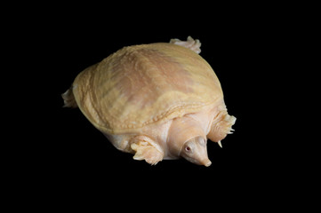 Fototapeta premium Albino Chinese Soft-shell turtle