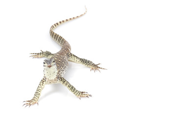 Argus Monitor