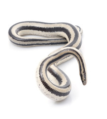 San Ignacio Rosy Boa