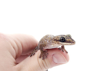 Oedura Monilis Gecko on hand