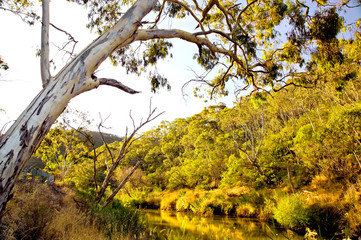 Fototapeta premium Cudlee Creek