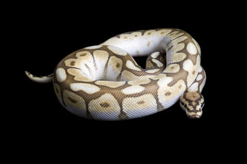 Albino Spider Ball Python