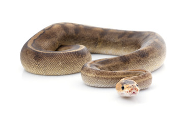 Champagne Ball Python