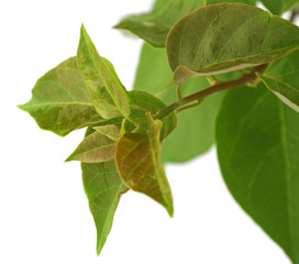 Fototapeta premium rameau de bougainvillée