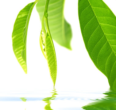 feuilles de "coeur-de-boeuf"