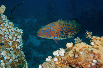 Fototapeta na wymiar coralgrouper