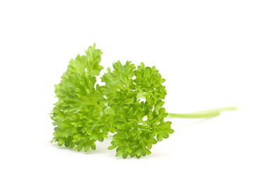 parsley