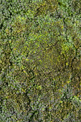 Broccoli close-up