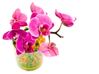 pink orchid